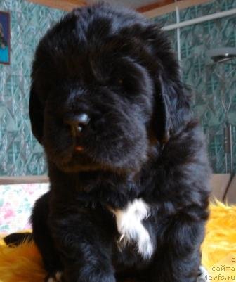 Фото: Оливрико Армани Росси