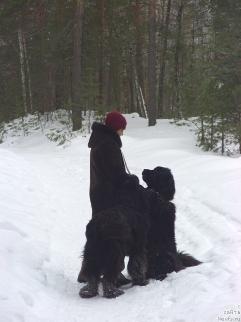 Фото: ньюфаундленд Lesnaya Skazka Lunnaya Sonata (Лесная Сказка Лунная Соната), ньюфаундленд Baryishnya (Барышня)