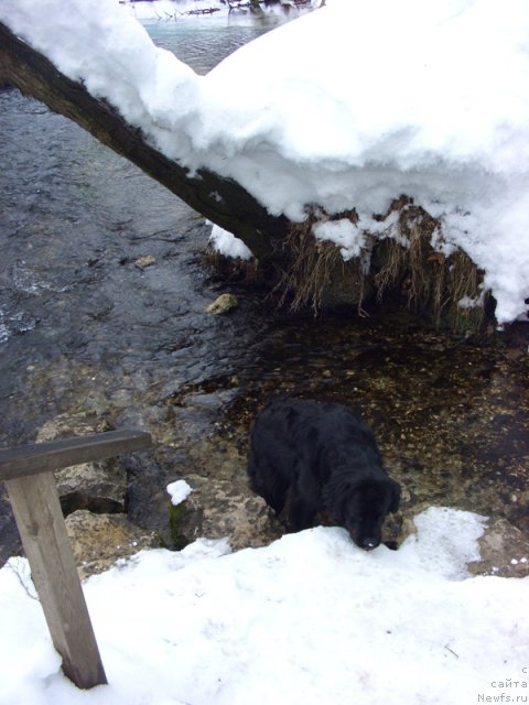 Фото: ньюфаундленд Lesnaya Skazka Lunnaya Sonata (Лесная Сказка Лунная Соната), ньюфаундленд Baryishnya (Барышня)