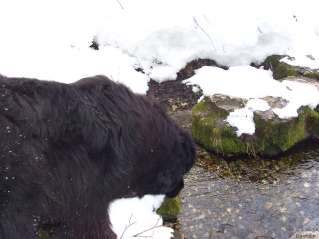 Фото: ньюфаундленд Baryishnya (Барышня)