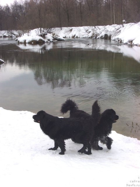 Фото: ньюфаундленд Baryishnya (Барышня), ньюфаундленд Lesnaya Skazka Lunnaya Sonata (Лесная Сказка Лунная Соната)