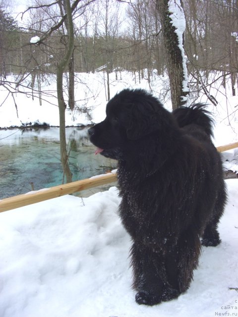 Фото: ньюфаундленд Baryishnya (Барышня)