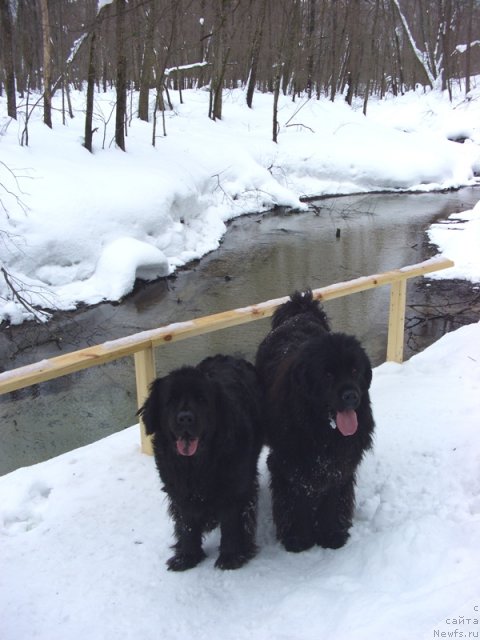 Фото: ньюфаундленд Lesnaya Skazka Lunnaya Sonata (Лесная Сказка Лунная Соната), ньюфаундленд Baryishnya (Барышня)