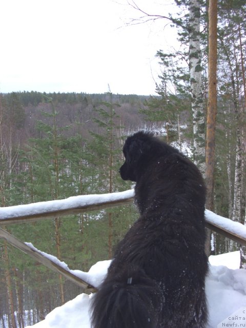 Фото: ньюфаундленд Baryishnya (Барышня)