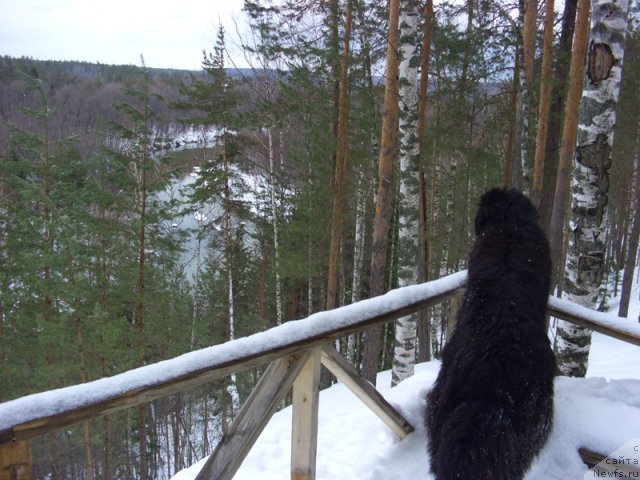 Фото: ньюфаундленд Baryishnya (Барышня)