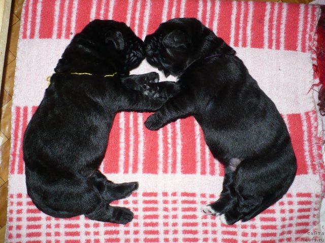 Фото: щенки, ньюфаундленд Super Bizon Astoriya (Супер Бизон Астория), ньюфаундленд Ivan Tsarevich iz Tihogo Omuta (Иван Царевич из Тихого Омута)