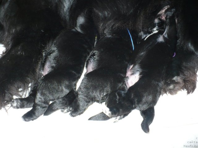 Фото: щенки, ньюфаундленд Super Bizon Astoriya (Супер Бизон Астория), ньюфаундленд Ivan Tsarevich iz Tihogo Omuta (Иван Царевич из Тихого Омута)
