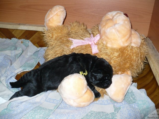 Фото: щенок, ньюфаундленд Super Bizon Astoriya (Супер Бизон Астория), ньюфаундленд Ivan Tsarevich iz Tihogo Omuta (Иван Царевич из Тихого Омута)