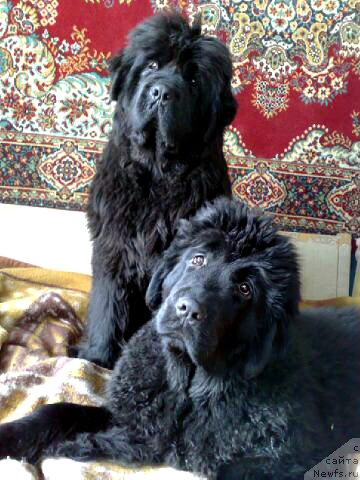 Фото: ньюфаундленд Smigar Nimfeya Neotrazimaya (Смигар Нимфея Неотразимая), ньюфаундленд Smigar Galaxsy Shall Win (Смигар Галакси Шелл Вин)