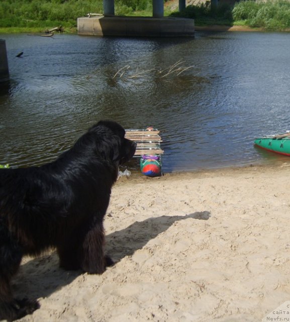 Фото: ньюфаундленд Akin Soul Sofiya (Акин Соул София)