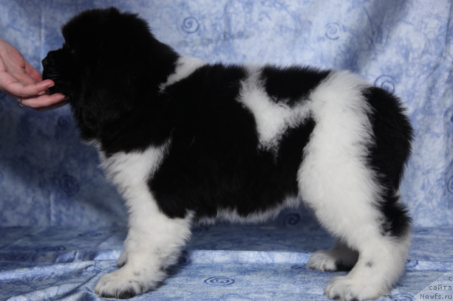 Фото: сука 45 дней от, ньюфаундленд Neverine's Earthquaker, ньюфаундленд Toptyijka Siyanie ot Aysberga (Топтыжка Сияние от Айсберга)