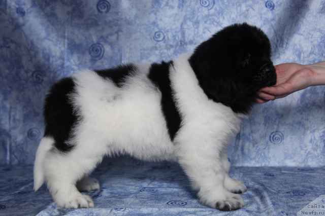 Фото: сука 45 дней от, ньюфаундленд Neverine's Earthquaker, ньюфаундленд Toptyijka Siyanie ot Aysberga (Топтыжка Сияние от Айсберга)