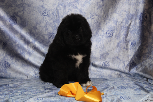 Фото: сука 45 дней от, ньюфаундленд Neverine's Earthquaker, ньюфаундленд Toptyijka Siyanie ot Aysberga (Топтыжка Сияние от Айсберга)