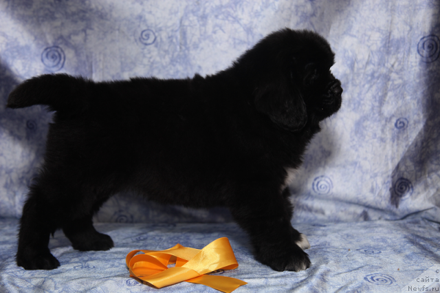 Фото: сука 45 дней от, ньюфаундленд Neverine's Earthquaker, ньюфаундленд Toptyijka Siyanie ot Aysberga (Топтыжка Сияние от Айсберга)