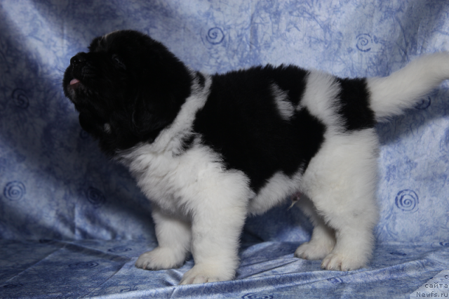 Фото: кобель бело-черный 45 дней от, ньюфаундленд Neverine's Earthquaker, ньюфаундленд Toptyijka Siyanie ot Aysberga (Топтыжка Сияние от Айсберга)