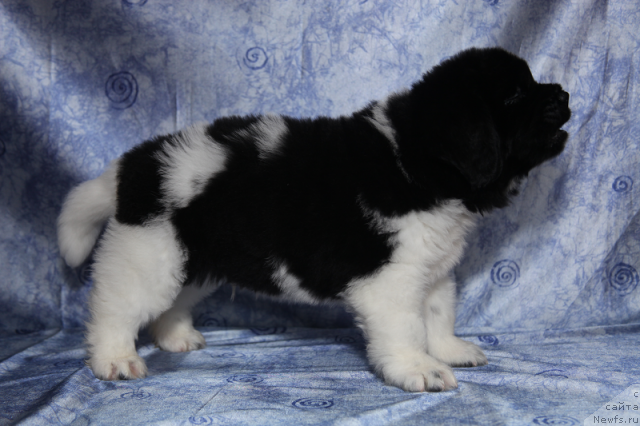 Фото: кобель бело-черный 45 дней от, ньюфаундленд Neverine's Earthquaker, ньюфаундленд Toptyijka Siyanie ot Aysberga (Топтыжка Сияние от Айсберга)