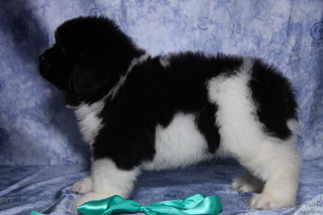 Фото: кобель бело-черный 45 дней от, ньюфаундленд Neverine's Earthquaker, ньюфаундленд Toptyijka Siyanie ot Aysberga (Топтыжка Сияние от Айсберга)