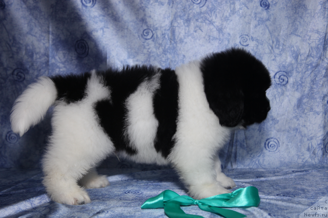 Фото: кобель бело-черный 45 дней от, ньюфаундленд Neverine's Earthquaker, ньюфаундленд Toptyijka Siyanie ot Aysberga (Топтыжка Сияние от Айсберга)