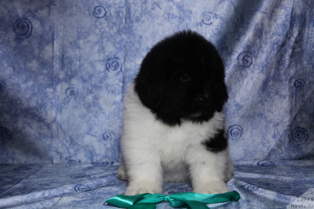 Фото: кобель бело-черный 45 дней от, ньюфаундленд Neverine's Earthquaker, ньюфаундленд Toptyijka Siyanie ot Aysberga (Топтыжка Сияние от Айсберга)