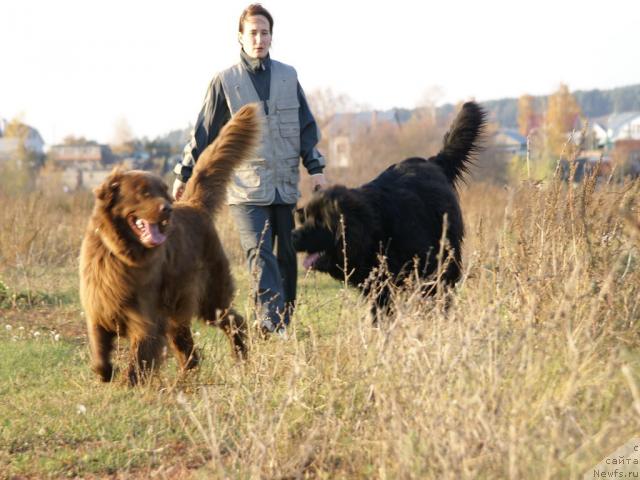 Фото: ньюфаундленд Lesnaya Skazka Izol'da (Лесная Сказка Изольда), ньюфаундленд Ygan s Toyanova Gorodka (Юган с Тоянова Городка), Nadejda Momot (Надежда Момот)