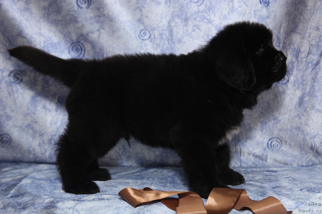 Фото: кобель черный 45 дней от, ньюфаундленд Neverine's Earthquaker, ньюфаундленд Toptyijka Siyanie ot Aysberga (Топтыжка Сияние от Айсберга)