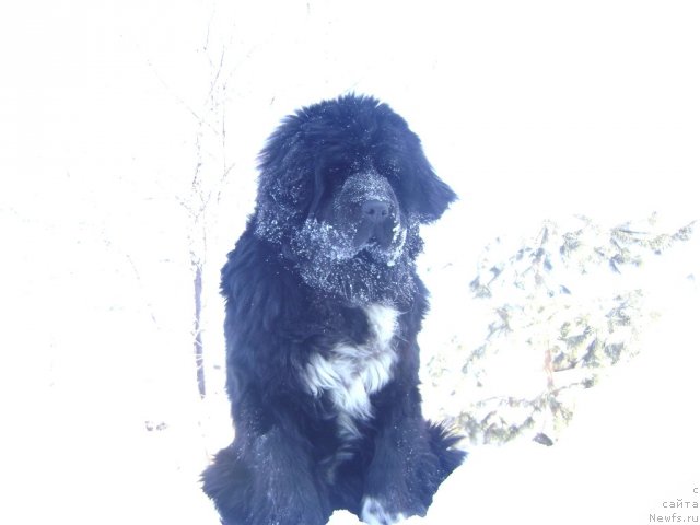 Фотография № 61643