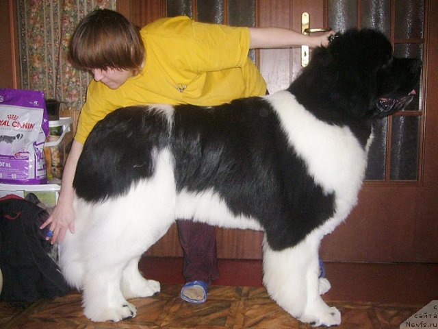 Фото: ньюфаундленд Super Premium Zhodo Ferolli (Супер Премиум Жодо Феролли)