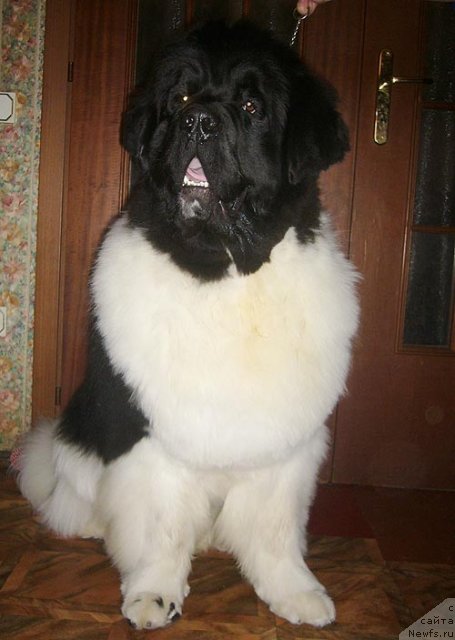 Фотография № 61650