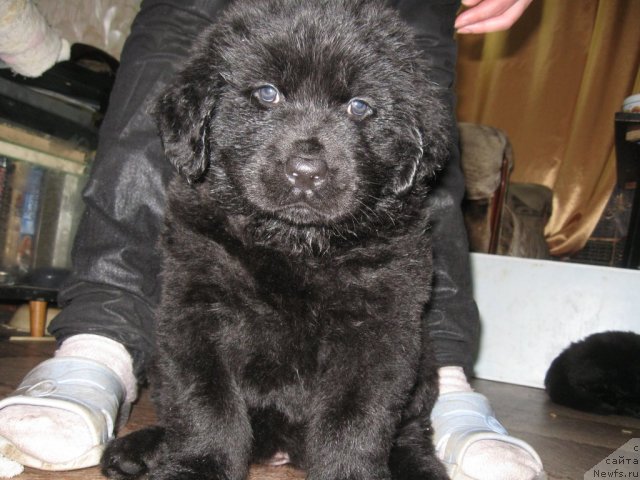 Фото: Щенок от пары, ньюфаундленд Velikiy Medved' Zagadka (Великий Медведь Загадка), ньюфаундленд Atlant Byest (Атлант Бэст)