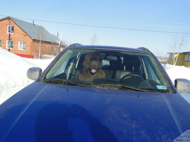 Фото: ньюфаундленд Barhatka Roskoshnaya (Бархатка Роскошная)