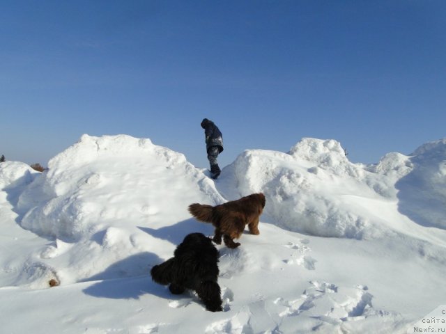 Фото: ньюфаундленд Barhatka Roskoshnaya (Бархатка Роскошная), ньюфаундленд Bol'shaya Udacha (Большая Удача)