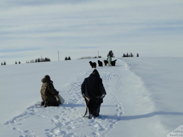 Фото: Svetlana Permyakova (Светлана Пермякова), ньюфаундленд Baloven' Sud'byi (Баловень Судьбы), ньюфаундленд N'yufort Lunnyiy Barhat (Ньюфорт Лунный Бархат), ньюфаундленд Barhatka Roskoshnaya (Бархатка Роскошная), ньюфаундленд Blestyaschaya Brina (Блестящая Брина), ньюфаундленд Bol'shaya Udacha (Большая Удача)