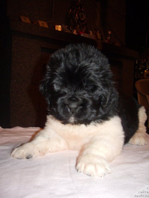 Фотография № 61678