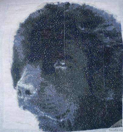 Фото: ньюфаундленд Afelina Fenichka Princessa Sibiri (Афелина Феничка Принцесса Сибири)