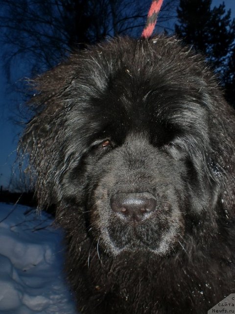 Фото: ньюфаундленд Ih Vyisochestvo Gotika Al'deya (Их Высочество Готика Альдея)