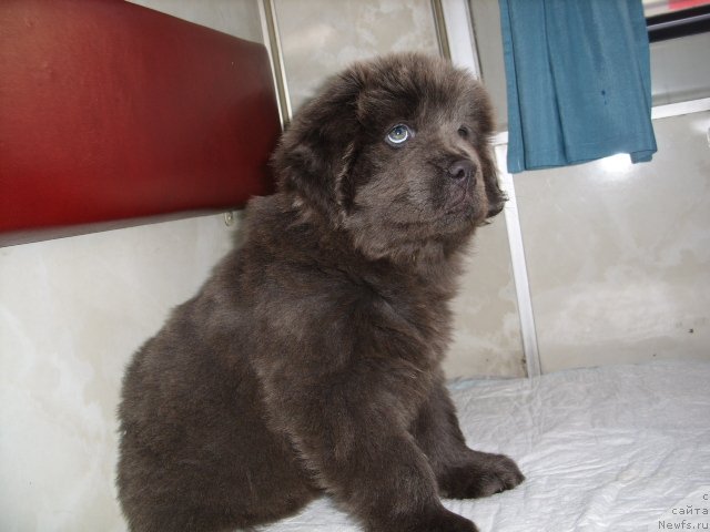 Фото: ньюфаундленд Akvamarinovaya Krasotka dlya Marleon (Аквамариновая Красотка для Марлеон)