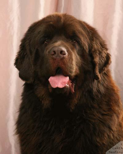 Фото: ньюфаундленд Schegol Filimon iz Medvejyego Yara (Щеголь Филимон из Медвежьего Яра)