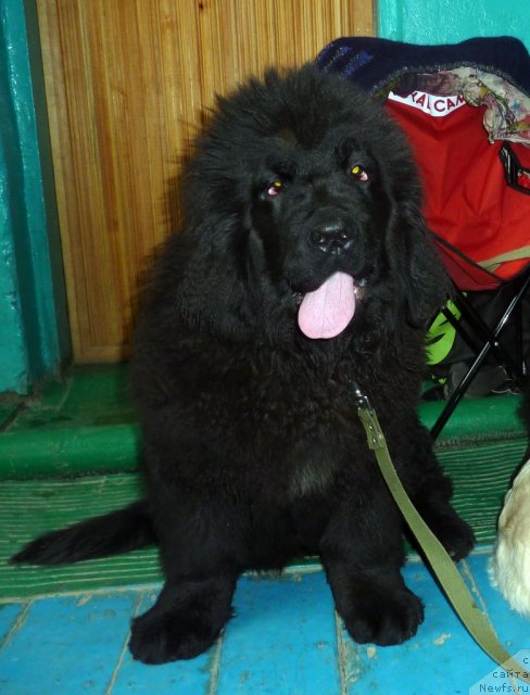 Фото: ньюфаундленд Viv'en Svit Ledi (Вивьен Свит Леди)