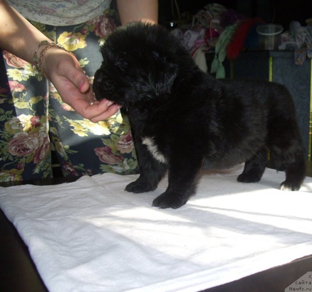 Фото: ньюфаундленд Super Premium Zolotaya Liliya (Супер Премиум Золотая Лилия)