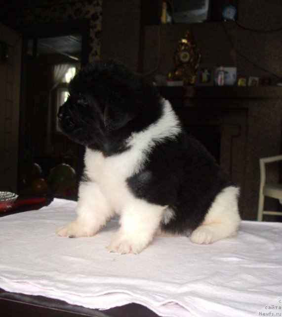 Фото: ньюфаундленд Super Premium Zippi Senseyshen (Супер Премиум Зиппи Сенсейшен)