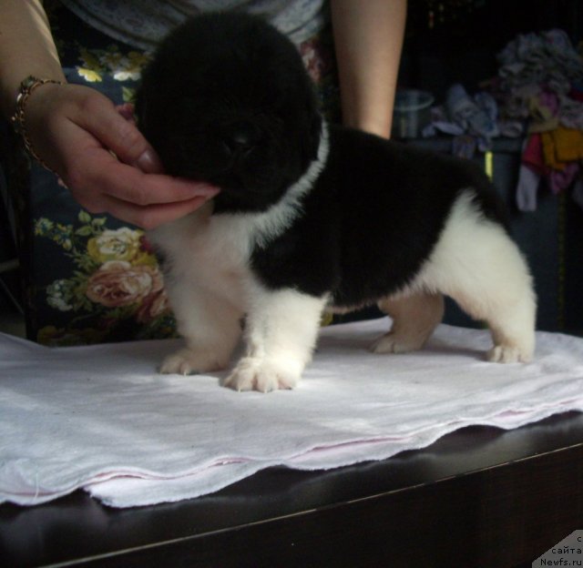 Фото: ньюфаундленд Super Premium Zippi Senseyshen (Супер Премиум Зиппи Сенсейшен)