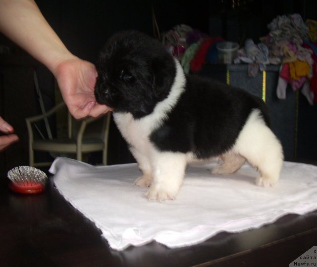 Фото: ньюфаундленд Super Premium Zippi Senseyshen (Супер Премиум Зиппи Сенсейшен)