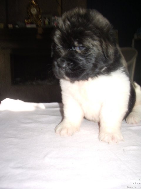 Фото: ньюфаундленд Super Premium Zamorskiy Princ (Супер Премиум Заморский Принц)