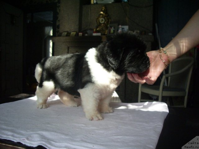 Фото: ньюфаундленд Super Premium Zamorskiy Princ (Супер Премиум Заморский Принц)