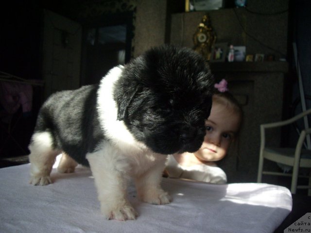 Фото: ньюфаундленд Super Premium Zamorskiy Princ (Супер Премиум Заморский Принц)