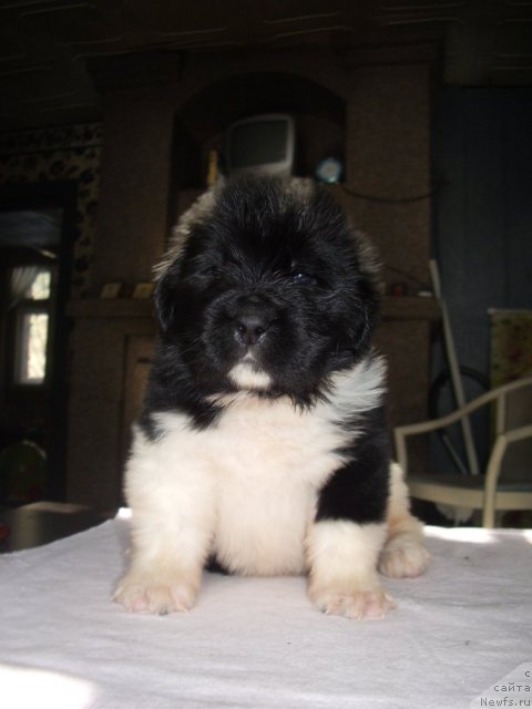 Фото: ньюфаундленд Super Premium Zanzibar (Супер Премиум Занзибар)