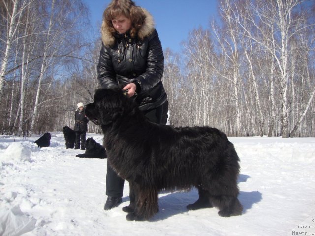 Фото: ньюфаундленд Riv'era ot Sibirskogo Medvedya (Ривьера от Сибирского Медведя)