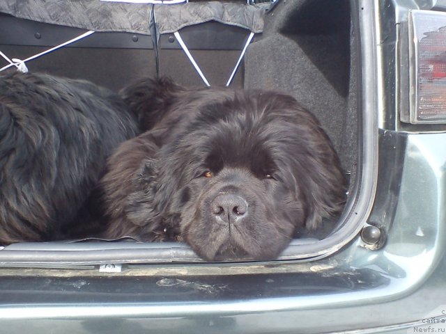 Фото: ньюфаундленд Bol'shaya Udacha (Большая Удача)