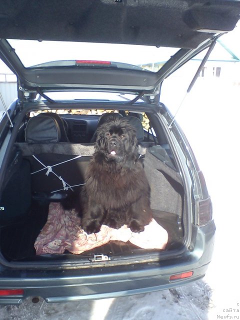 Фото: ньюфаундленд Bol'shaya Udacha (Большая Удача)