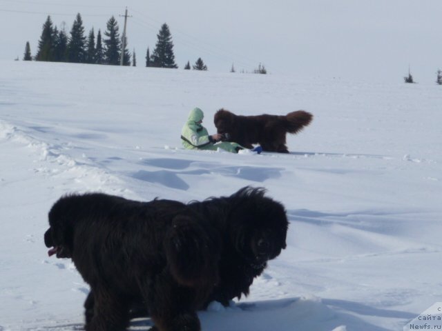 Фото: ньюфаундленд Baloven' Sud'byi (Баловень Судьбы), ньюфаундленд N'yufort Lunnyiy Barhat (Ньюфорт Лунный Бархат), ньюфаундленд Barhatka Roskoshnaya (Бархатка Роскошная), Svetlana Permyakova (Светлана Пермякова)